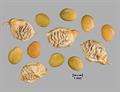 Melilotus officinalis